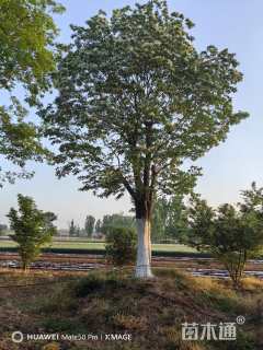 高度700厘米丛生流苏