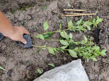 高度35厘米海桐