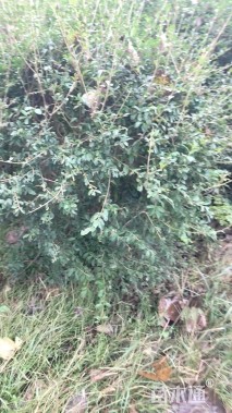 高度100厘米水蜡