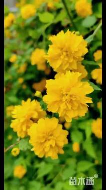 高度50厘米棣棠