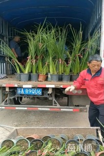 高度70厘米鸢尾