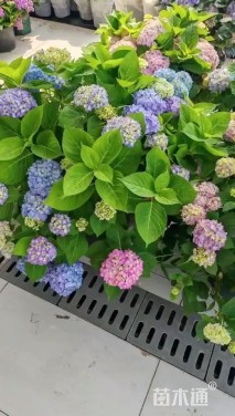 高度20厘米绣球