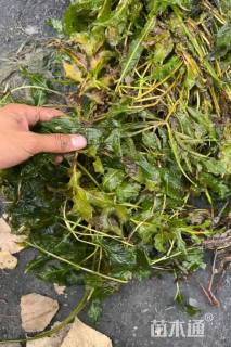 高度30厘米竹叶眼子菜