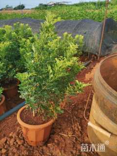 高度20厘米米兰