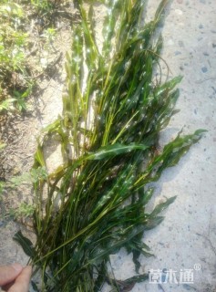 高度30厘米苦草