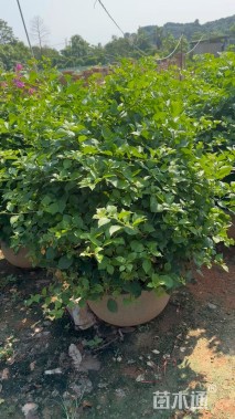 高度80厘米三角梅