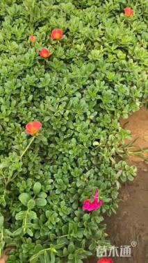 高度15厘米太阳花