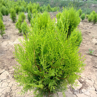 高度70厘米洒金柏苗