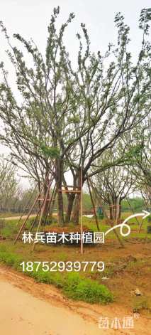 50公分(5杆)丛生朴树