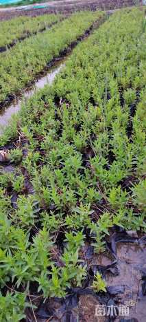 高度30厘米千屈菜