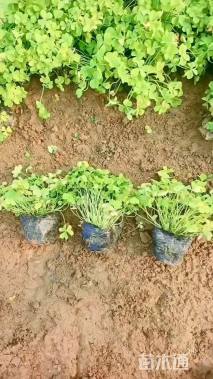 高度30厘米红花酢浆草