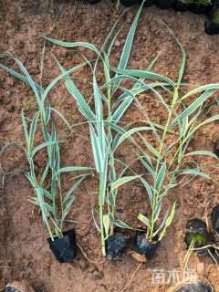 高度40厘米玉带草