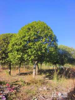 18公分高杆桂花