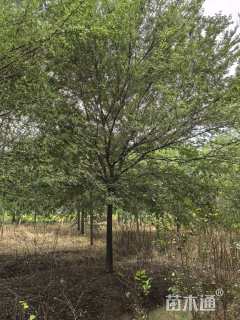 高度700厘米丛生三角枫