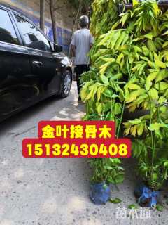 高度80厘米金叶接骨木