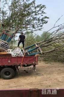 15公分(5杆)丛生朴树