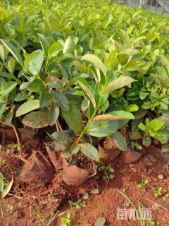 高度30厘米欧洲荚蒾