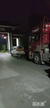 高度15厘米欧石竹