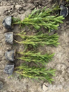 高度40厘米黄金菊