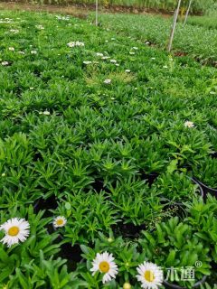 高度20厘米大滨菊