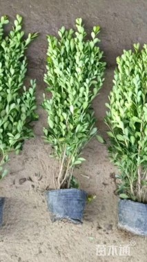 高度25厘米瓜子黄杨