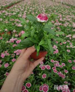 高度15厘米地被石竹