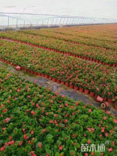 高度20厘米四季海棠