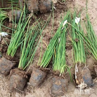高度25厘米白花葱兰