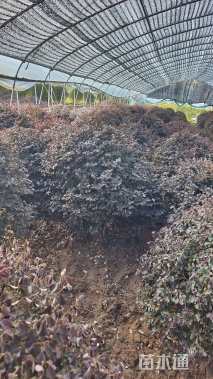 冠幅120厘米红花继木球