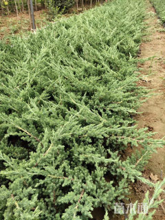 高度30厘米铺地柏