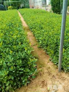 高度15厘米大叶黄杨小苗