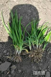 高度30厘米金娃娃萱草