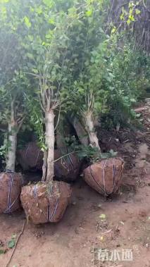 高度150厘米木槿