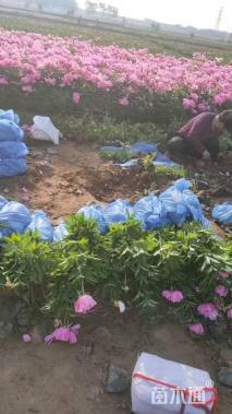 高度30厘米芍药