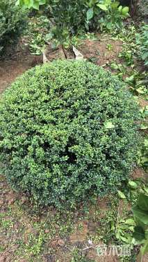 冠幅90厘米龟甲冬青球