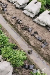 高度10厘米黄金菊