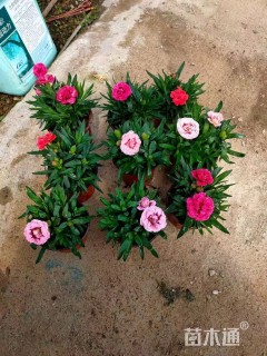 高度15厘米康乃馨