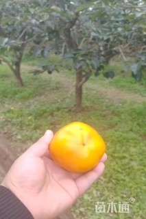 高度250厘米阳丰甜柿