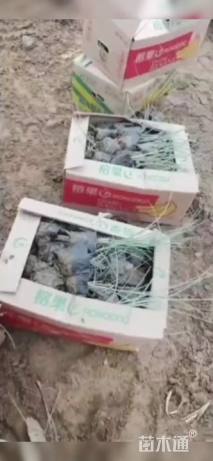 高度25厘米晨光芒