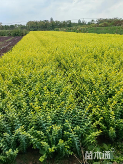 高度40厘米金叶女贞
