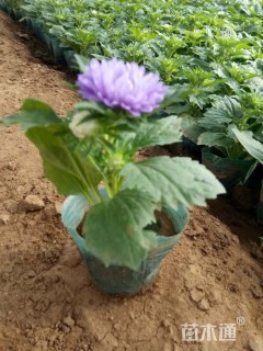 高度15厘米翠菊