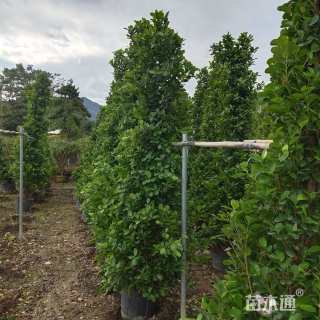 高度100厘米火山榕