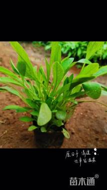 高度15厘米金鸡菊