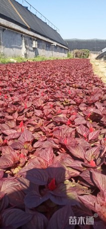 高度20厘米鸡冠花