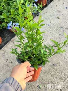 高度30厘米蓝雪花