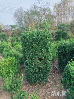 高度120厘米大叶黄杨柱