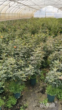 高度40厘米月季