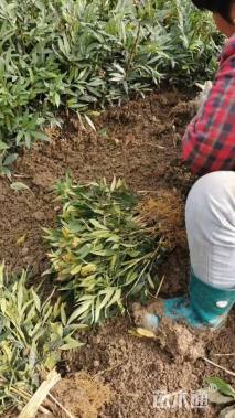 高度20厘米狭叶十大功劳