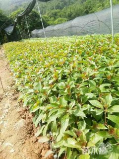 高度20厘米希茉莉