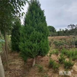 高度180厘米蜀桧